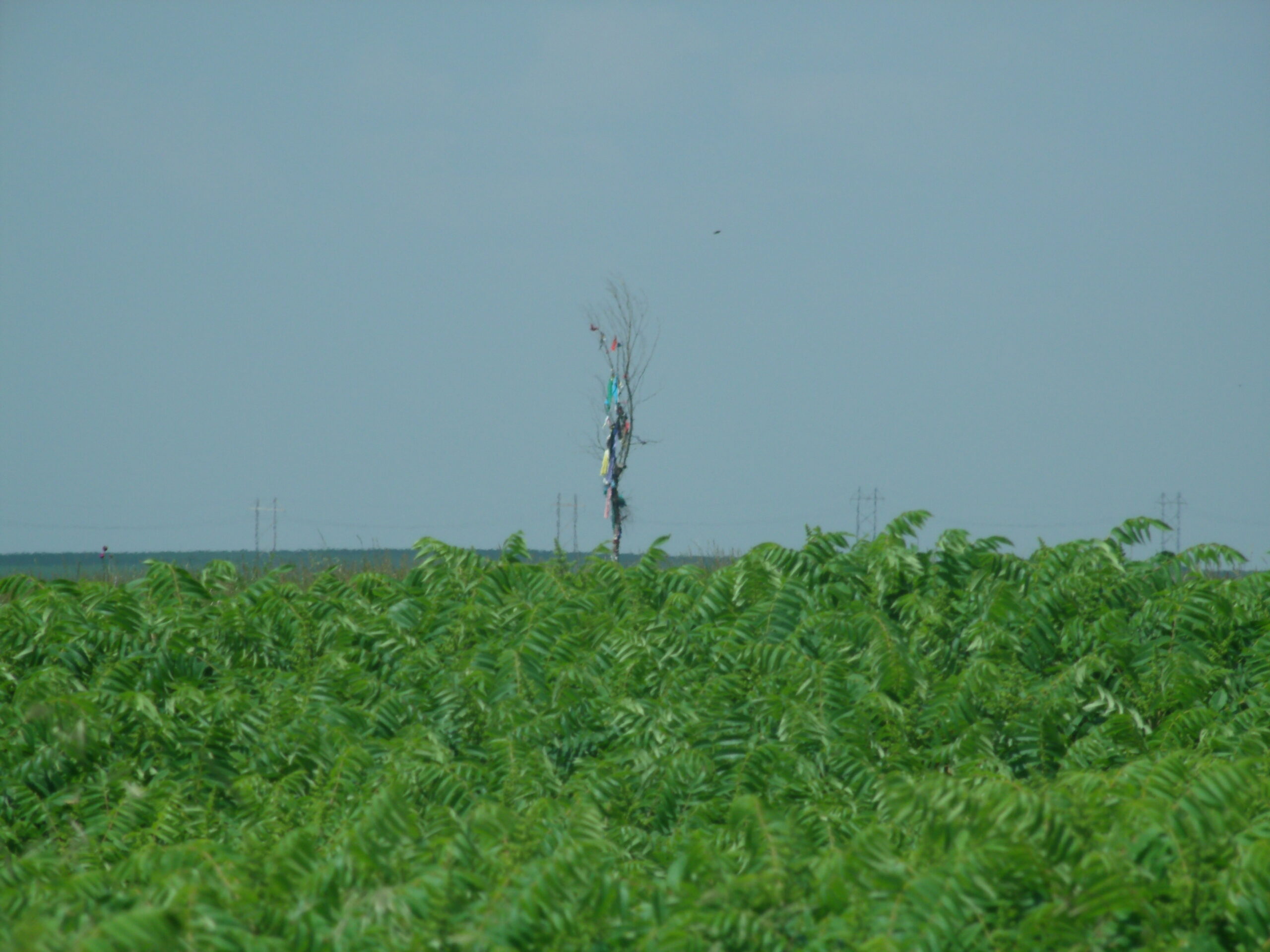 *Eine Anmerkung zum All Nations Way. - A Man Speaks Out….